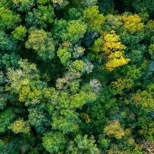 Nachhaltigkeit_CSR_Wald_Bäume_Tyczka